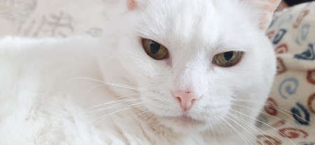 Portrait of Pure White Cat, Front View, Close-up CatÂ Starring at Cameraの写真素材