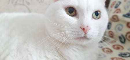Portrait of Pure White Cat, Front View, Close-up CatÂ Starring at Cameraの写真素材