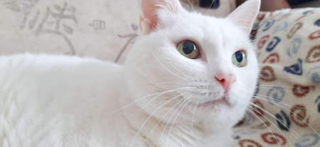 Portrait of Pure White Cat, Front View, Close-up CatÂ Starring at Cameraの写真素材