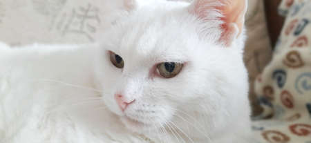 Portrait of Pure White Cat, Front View, Close-up CatÂ Starring at Cameraの写真素材