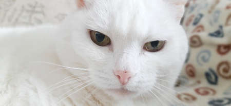 Portrait of Pure White Cat, Front View, Close-up CatÂ Starring at Cameraの写真素材