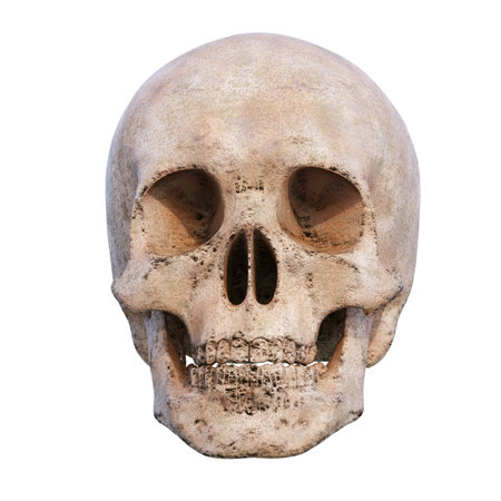 RealisticÂ Human Skull Cranium Isolated on White Background,Â Medical and Anthropological Concept, Medical Research, 3d illustrationの写真素材