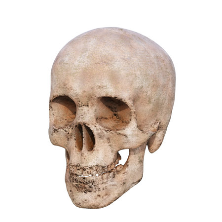 RealisticÂ Human Skull Cranium Isolated on White Background,Â Medical and Anthropological Concept, Medical Research, 3d illustrationの写真素材