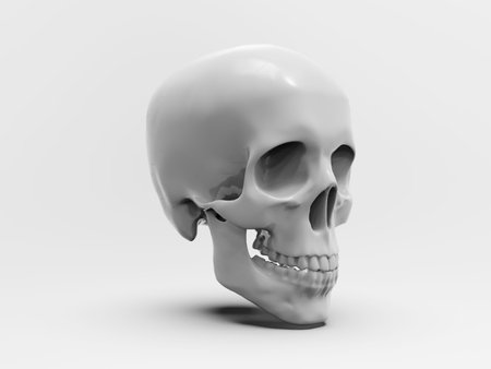 RealisticÂ Human Skull Cranium Isolated on White Background,Â Medical and Anthropological Concept, Medical Research, 3d illustrationの写真素材