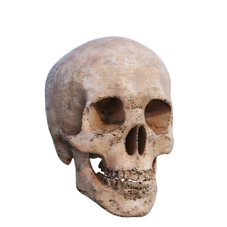 RealisticÂ Human Skull Cranium Isolated on White Background,Â Medical and Anthropological Concept, Medical Research, 3d illustrationの写真素材