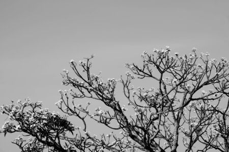 Abstract flowers and branch tree, black and whiteの写真素材