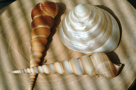 whorl