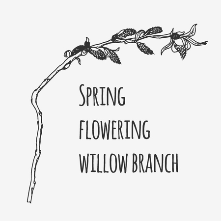 Spring flowering willow branch. Lineart monochrome image.のイラスト素材