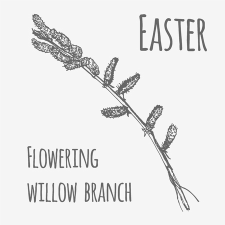 Vector illustration of spring flowering willow branch. Lineart monochrome imageのイラスト素材