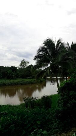River and treeの写真素材