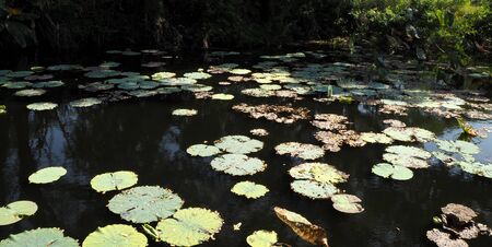 Gardenの写真素材