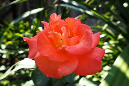 Flowerの写真素材