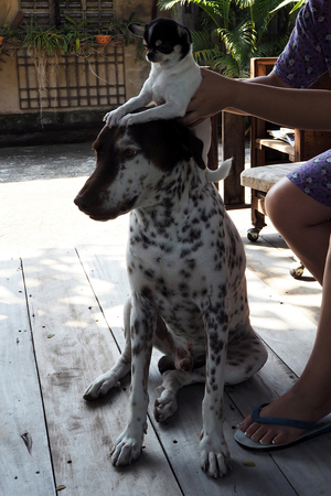 Dogの写真素材