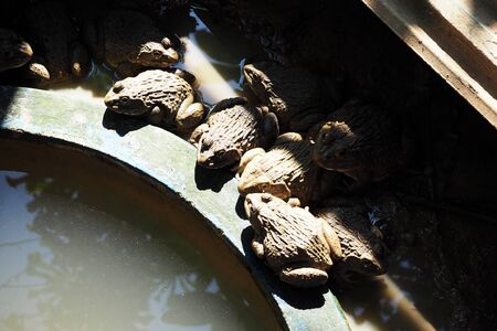 Frogの写真素材