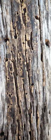 Wood texture