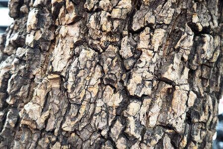 Wood skin from old treeの写真素材