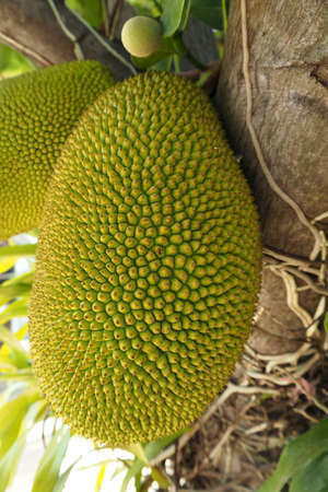 Jack fruit fresh from treeの写真素材
