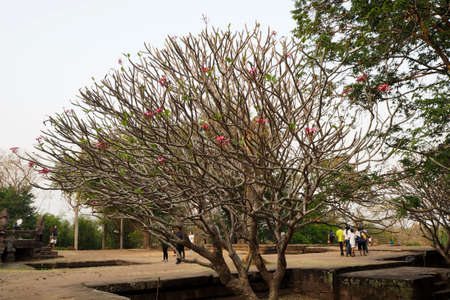 Big plumeria tree with many branchの写真素材