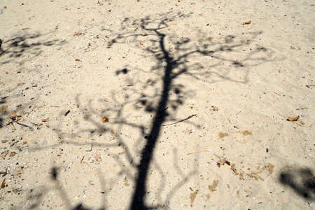 Tree shadow on the sandの写真素材