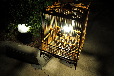 Bird cage lamp at nightの写真素材