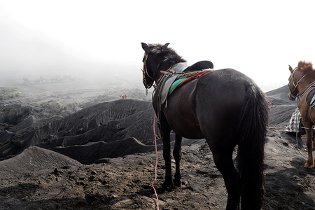 Beautyful Horse on Broma mountainの写真素材