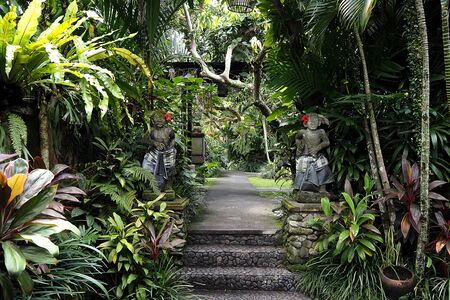 Garden with many green plantの写真素材