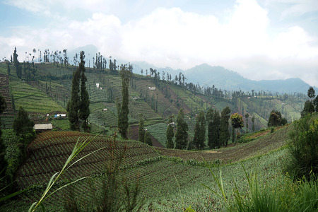 ladder rice field on the mountainの写真素材