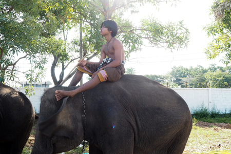 Thai elephant show in Surin Thailandのeditorial素材