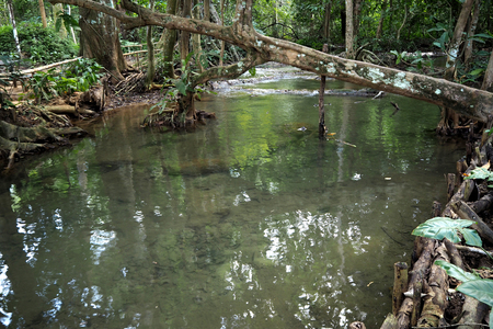 stream in forest look very cool and peaceの写真素材