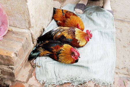 The Big chicken sleeping in the marketの写真素材