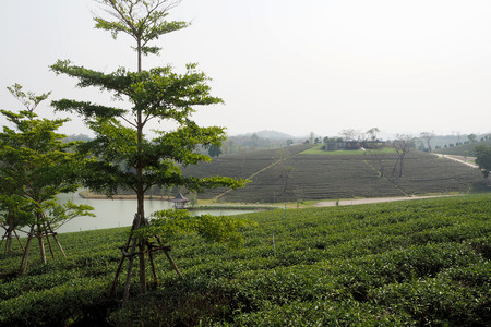 The big tea plantation look nice and beautyfulの写真素材