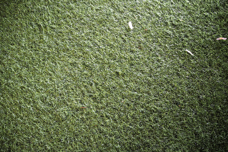 green grass backgroud look so nice and beautyfulの写真素材