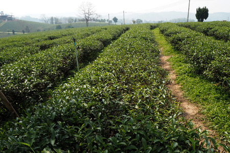 The big tea plantation look nice and beautyfulの写真素材