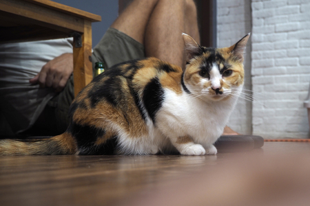The Thai cat lay down on the floorの写真素材