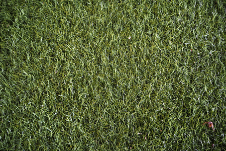 green grass backgroud look so nice and beautyfulの写真素材