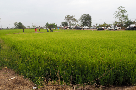 The green rice field look so nice and beautyfulの写真素材