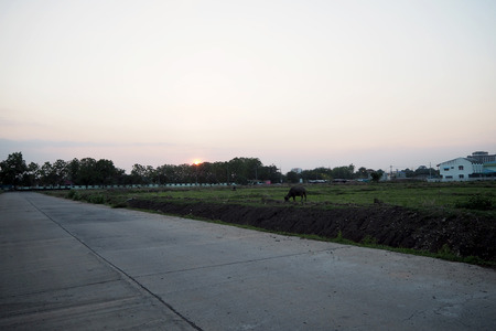 sunset on rice field look nice and beautyfulの写真素材