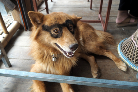 Tha dog painted glasses on his eyesの写真素材