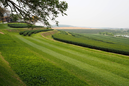 The big tea plantation look nice and beautyfulの写真素材