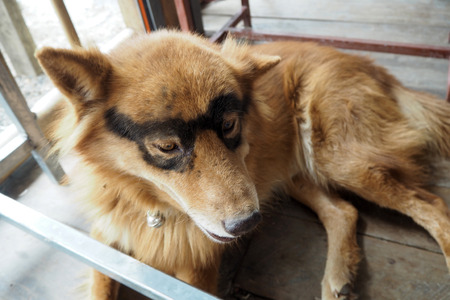 Tha dog painted glasses on his eyesの写真素材