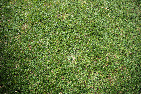 green grass backgroud look so nice and beautyfulの写真素材