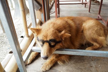 Tha dog painted glasses on his eyesの写真素材