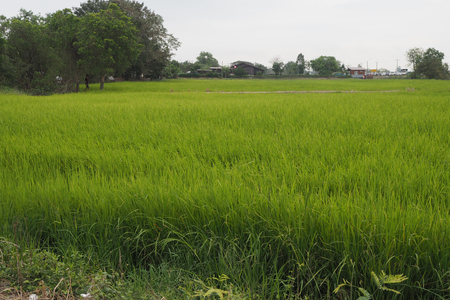 The green rice field look so nice and beautyfulの写真素材
