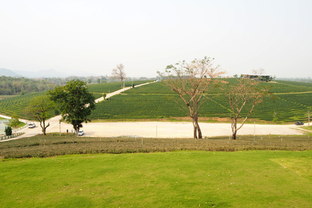 The big tea plantation look nice and beautyfulの写真素材