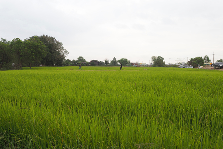 The green rice field look so nice and beautyfulの写真素材