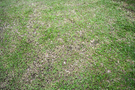 The green grass backgroud look so nice and beautiful
の写真素材