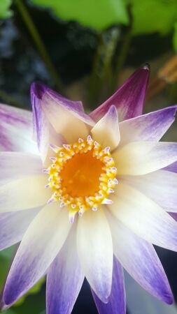 lotus in the water look nice and beautyfulの写真素材