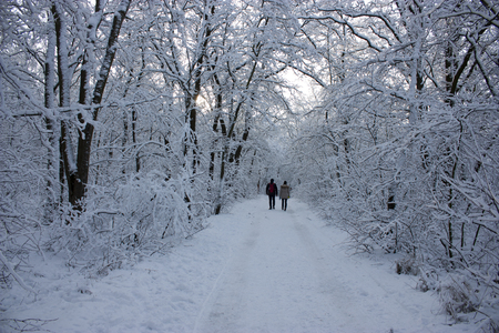 People walk in the woods in the winter. A lot of snow, fairytale nature. Boy and girl. A young couple. Lovers walk in nature.の写真素材