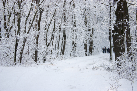 People walk in the woods in the winter. A lot of snow, fairytale nature.の写真素材