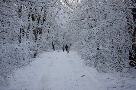 People walk in the woods in the winter. A lot of snow, fairytale nature. Boy and girl. A young couple. Lovers walk in nature.の写真素材